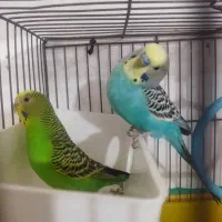 مرغ عشق مولد