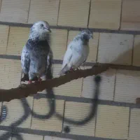 کبوتر پرشی
