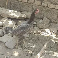 مرغ نسل بالا