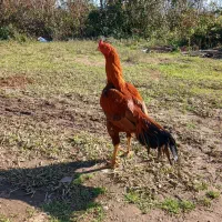 خروس|حیوانات مزرعه|رشت, رودباری|دیوار