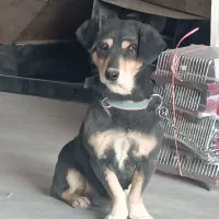 سگ پاکوتاه حرف گوش کن|سگ|اراک, |دیوار