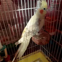 طوطی عروس هلندی دوکت