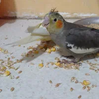 عروس هلندی سالمو سرحال