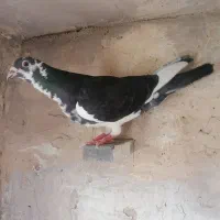 کبوتر