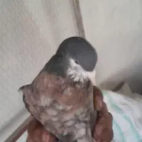 خوشرنگ قهوه ای نر خوشرنگ زرد ماده