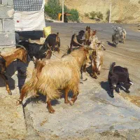 پازن درجه یک|حیوانات مزرعه|دهدشت, |دیوار