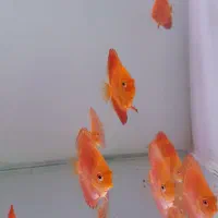 دیسکس فوجی رد