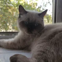 گربه هیمالین