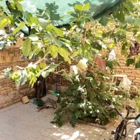 اجاره منزل دربست حیاط دار با زیرزمین زینبیه سودان|اجارهٔ خانه و ویلا|اصفهان, سودان|دیوار