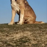 سگ افقان