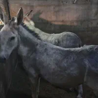 الاغ ماده اروم