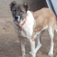 ماده سرابی آماده واگذاری|سگ|سراب, |دیوار