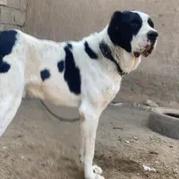 سگ الابا 3سالع|سگ|تهران, خزانه|دیوار