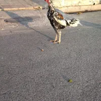 لاری اوشامو