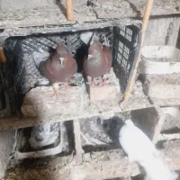 سرخ کاکلی|پرنده|مینودشت, |دیوار