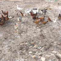 مرغ و غاز|حیوانات مزرعه|گنبد کاووس, |دیوار