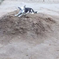 توله پا کوتاه (ماده) و جفت کبوتر|سگ|زهک, |دیوار