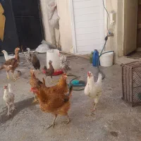 گلین۵۰عدد مرع و جوجه گلین|حیوانات مزرعه|کرمانشاه, |دیوار