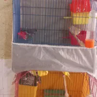 فنچ
