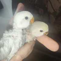 کوتوله برزیلی سرلاکی