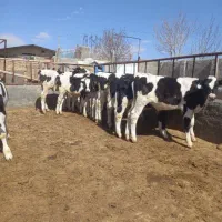 گوساله قطع شیر.