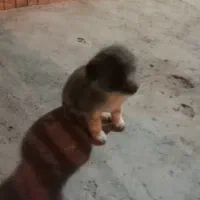 توله ماده سراب معاوضه|سگ|تکاب, |دیوار