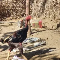 مرغ و خروس لاری با بوقلمون|حیوانات مزرعه|ایرانشهر, |دیوار