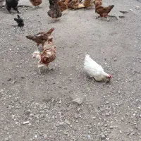 مرغ و خروس
