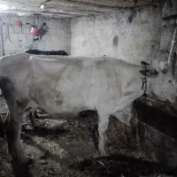 گاو سمنتال همراه گوساله ماده دوباره ابستن