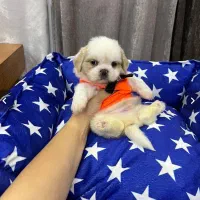 سگ های پامرانین/شیتزو/فنجونی|سگ|شیراز, تاچارا|دیوار