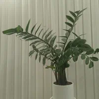 گل آپارتمانی