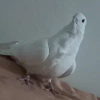 ماده شامی (نوک ریز) سینه فر معاوضه اصفهانی|پرنده|اصفهان, محله سفلی|دیوار