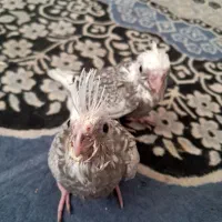 عروس هلندی جوجه