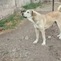 پژدردوسال‌