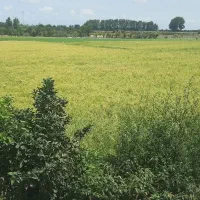 فروش-زمین-کشاورزی-در-ساری