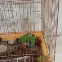 طوطی برزیلی|پرنده|شیراز, گلشن|دیوار