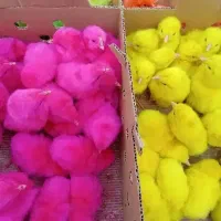 فروش جوجه محلی و رنگی اردک