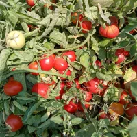 نیروی کار جوان جهت امور کشاورزی(همیاران سبز)|خدمات باغبانی و درختکاری|کرمانشاه, |دیوار