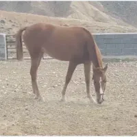 کره مادیان|اسب و تجهیزات اسبسواری|شیروان (خراسان), |دیوار