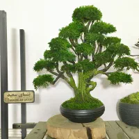 بنسای جاودان رومیزی با خزه و گل طبیعی بدون نگهداری