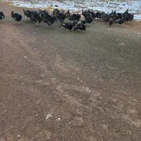 بوقلمون محلی