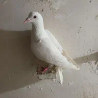 نره‌سفید|پرنده|تربت‌حیدریه, پائین ولایت|دیوار