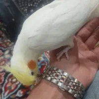 عروس هلندی سخنگو
