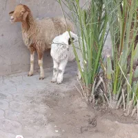 گوسفند مطافیل برهاشون نر هستند جفتی 550/000/000