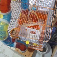 قفس|لوازم جانبی حیوانات|رشت, انصاری|دیوار