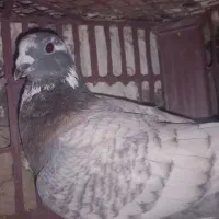 پرنده|پرنده|دوزین, |دیوار