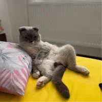 اسکاتیش اصیل برای جفتگیری|گربه|کرمان, |دیوار