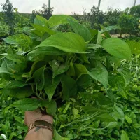 پتوس آویز