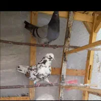 کبوتر گمشده|حیوانات|خمین, |دیوار