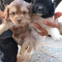 توله سگ پاکوتاه|سگ|گلپایگان, |دیوار